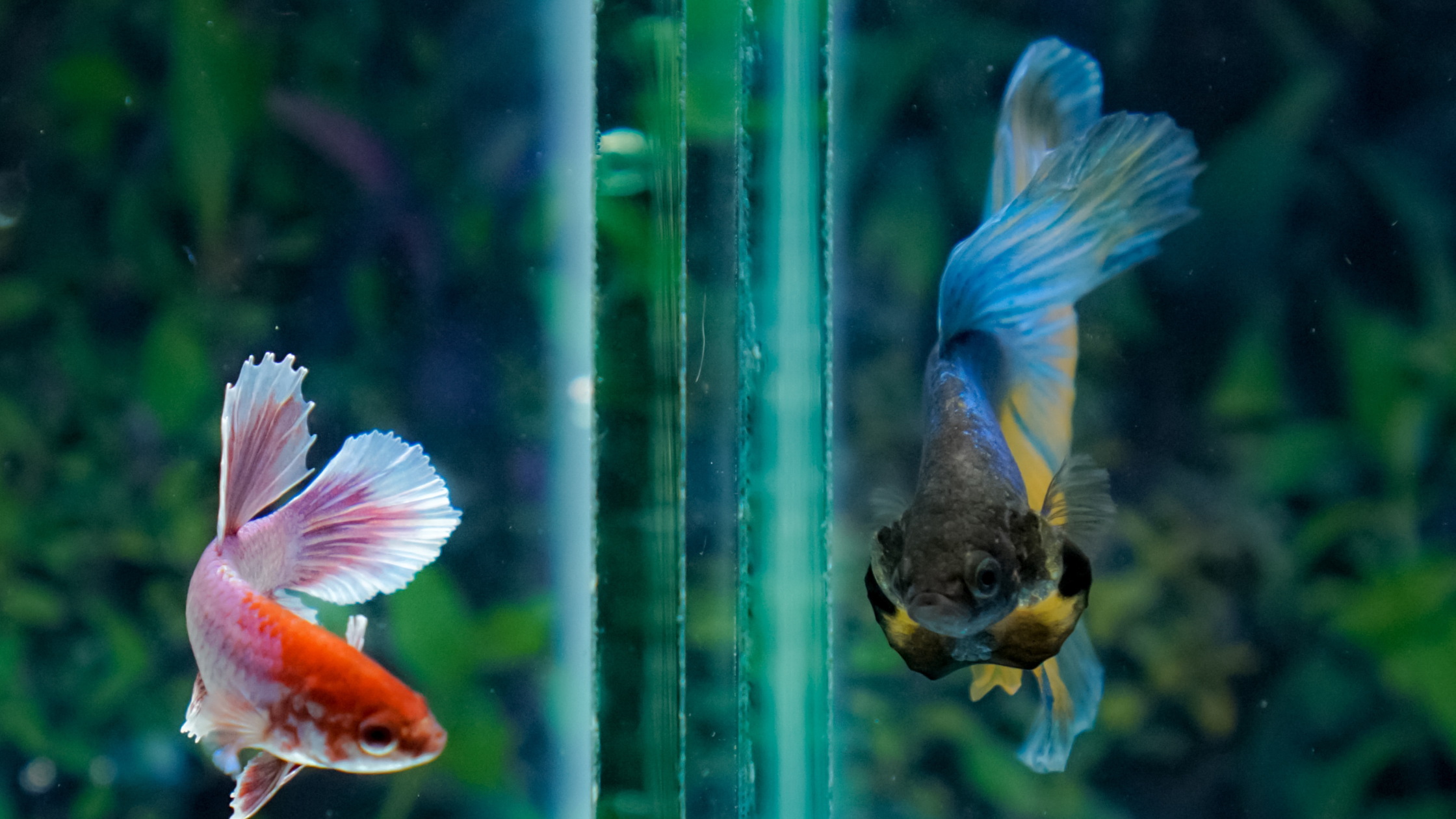 Two betta fish that are not compatible living in the same fish tank on opposite sides of an aquarium glass wall. - Fish Care Tips