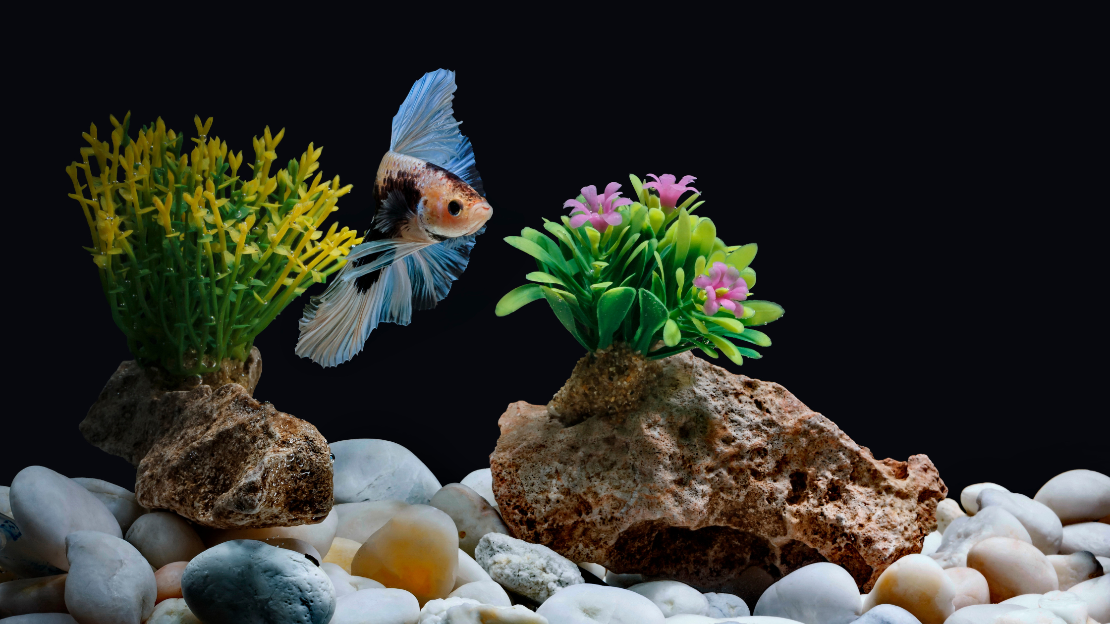 Colorful aquarium fish swimming through fish tank decorations like rocks, gravel and aquatic plants.