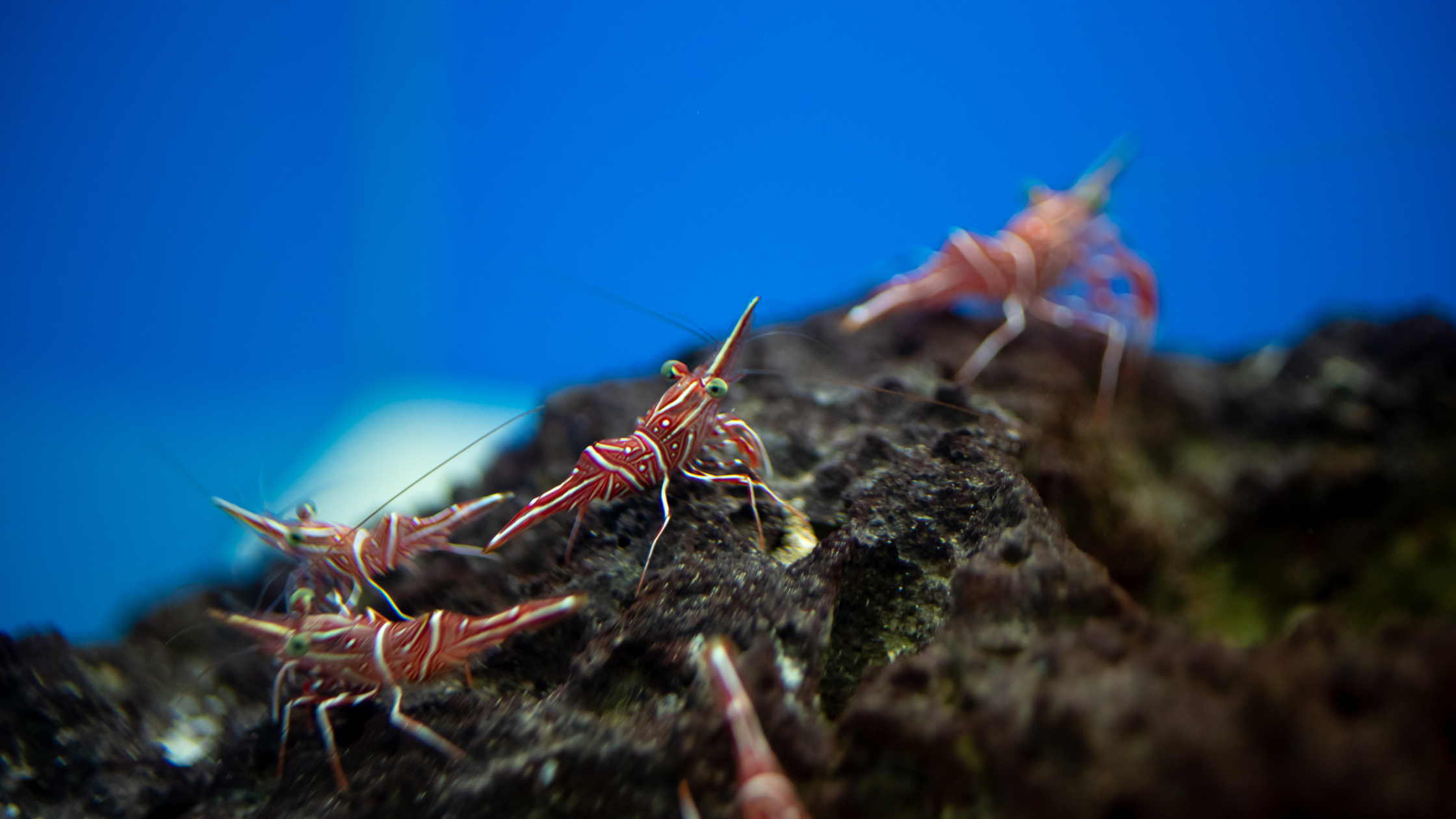 Shrimp climing over bedrock in fish tank