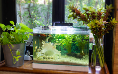 Top 5 Fish Care Tips for Beginners