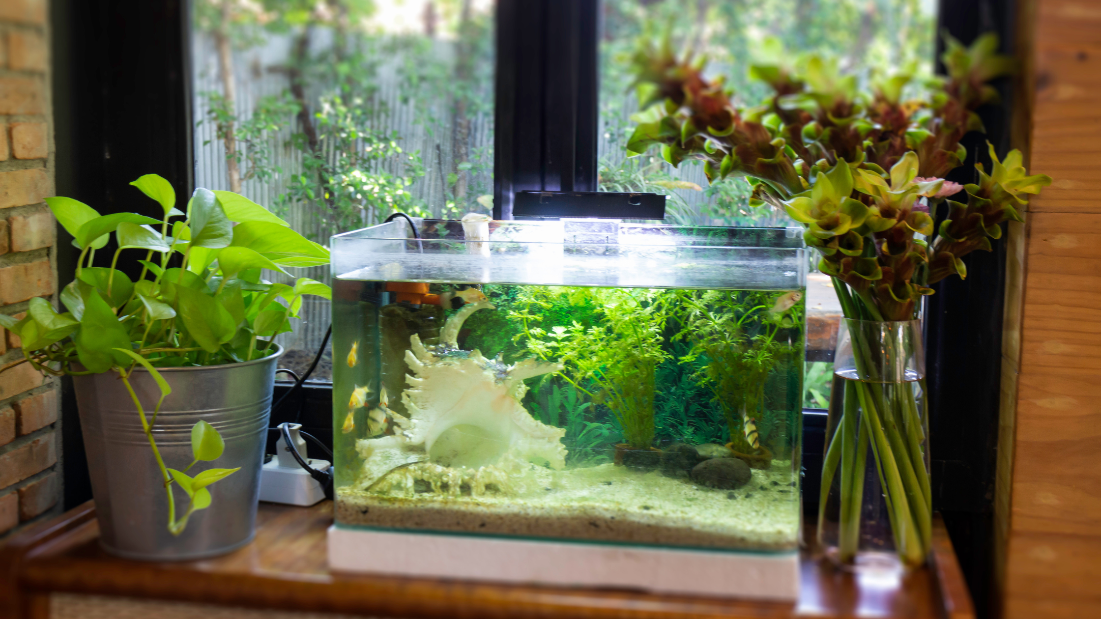 A beautiful aquascape design with aquatic plants and small fish tank fish. - Fish Care Tips