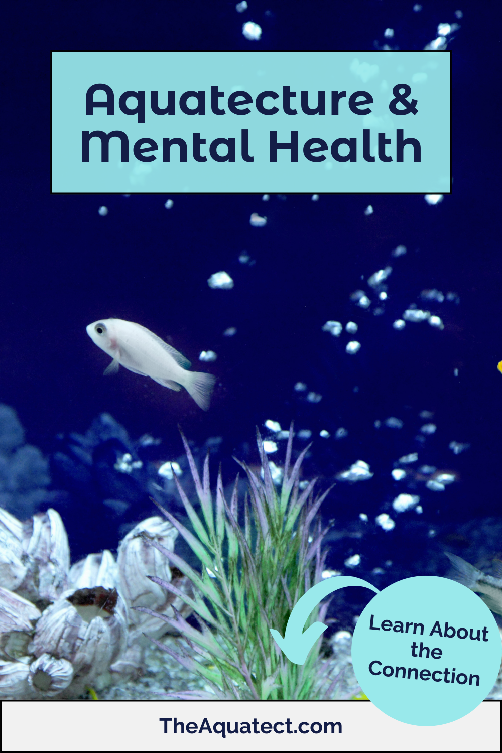 Aquatecture and Mental Health - Learn About the Connection