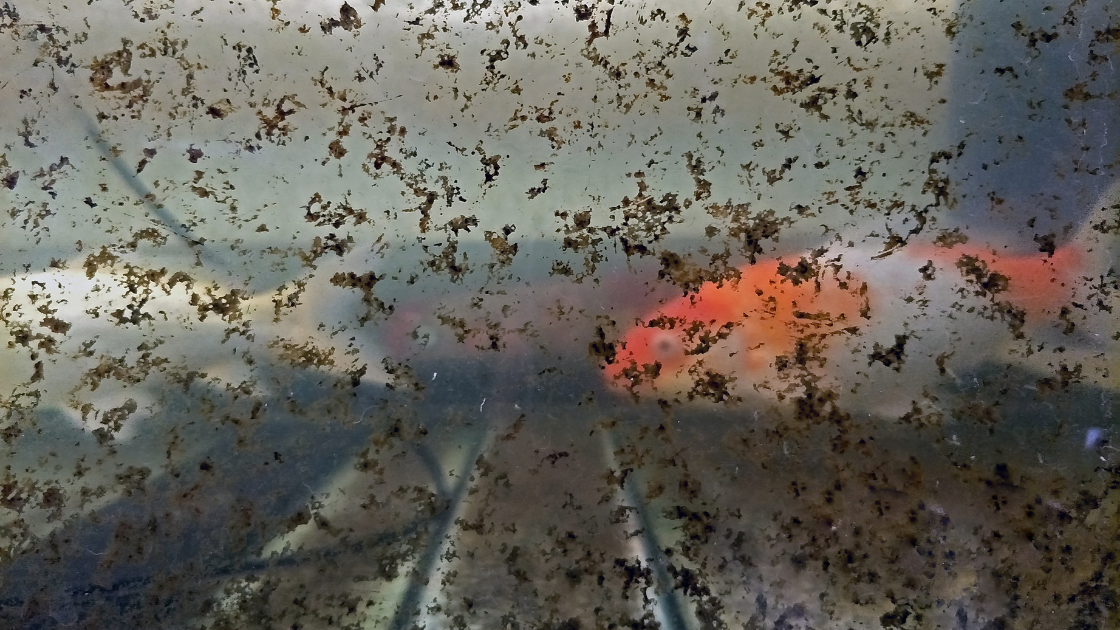 Dirty fish tank with fish swimming behind the smudged glass.