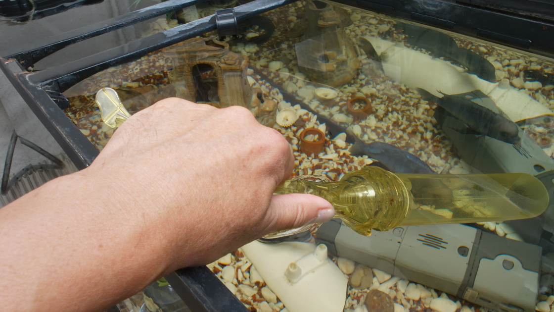 Gravel Vacuum being used to clean a dirty fish tank