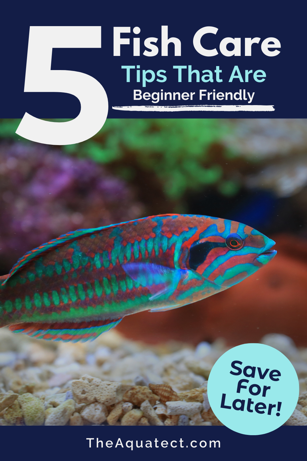 5 fish care tips that are beginner friendly. Aquatic fish and plants are in the background. 