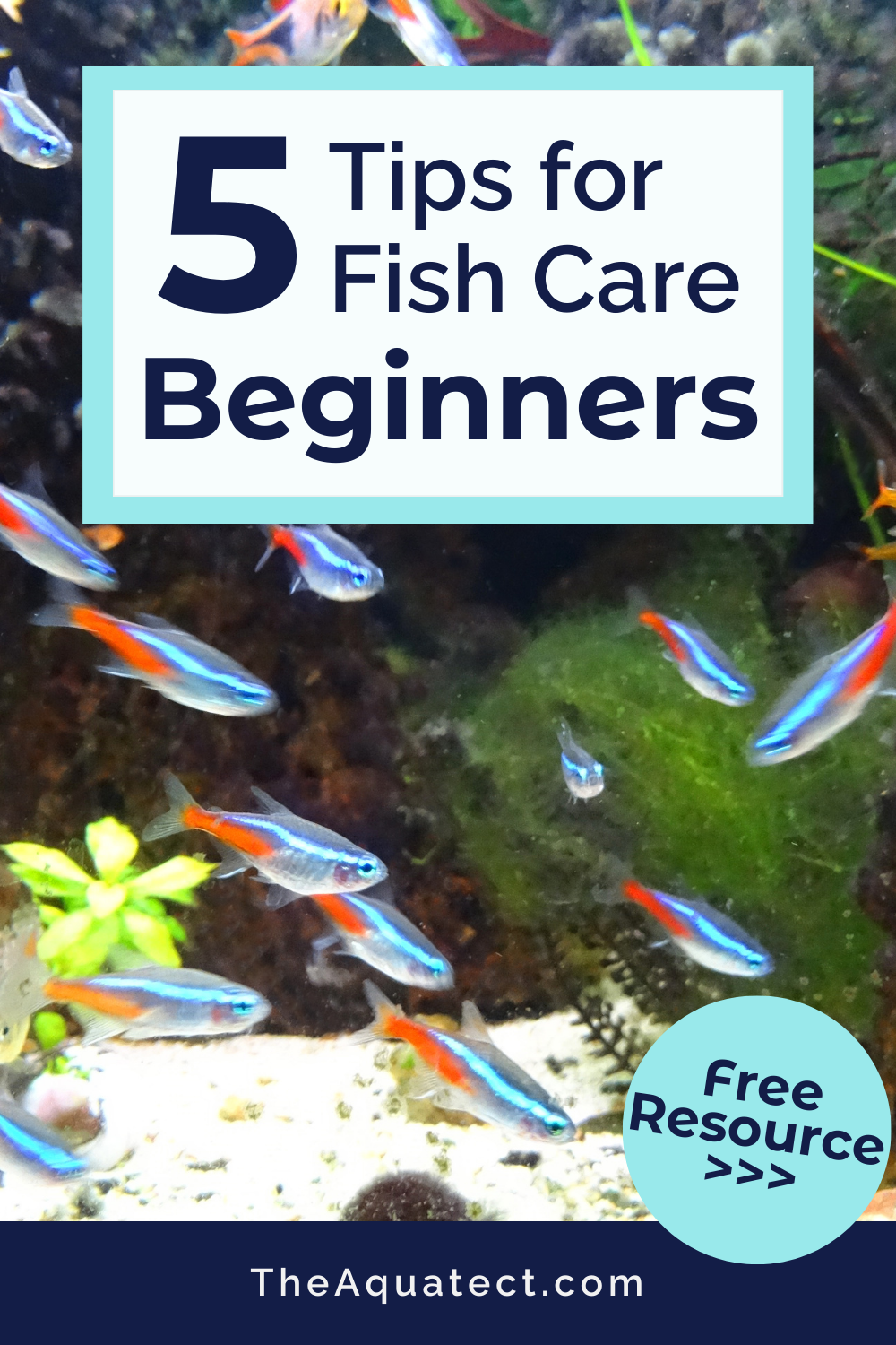 5 Tips for Fish Care Beginners with colorful aquatic fish and plants in the background.