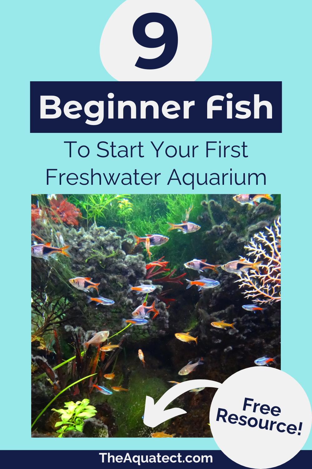 9 Beginner Fish to Start your Freshwater Aquarium - with a freshwater aquascape in the background.