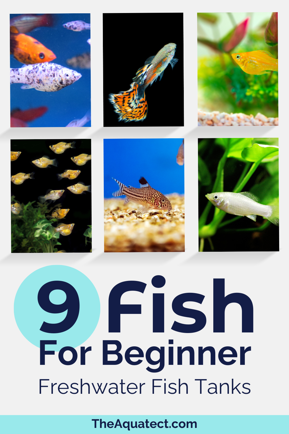 9 Fish for Beginner Freshwater Fish Tanks - a grid of different freshwater fish