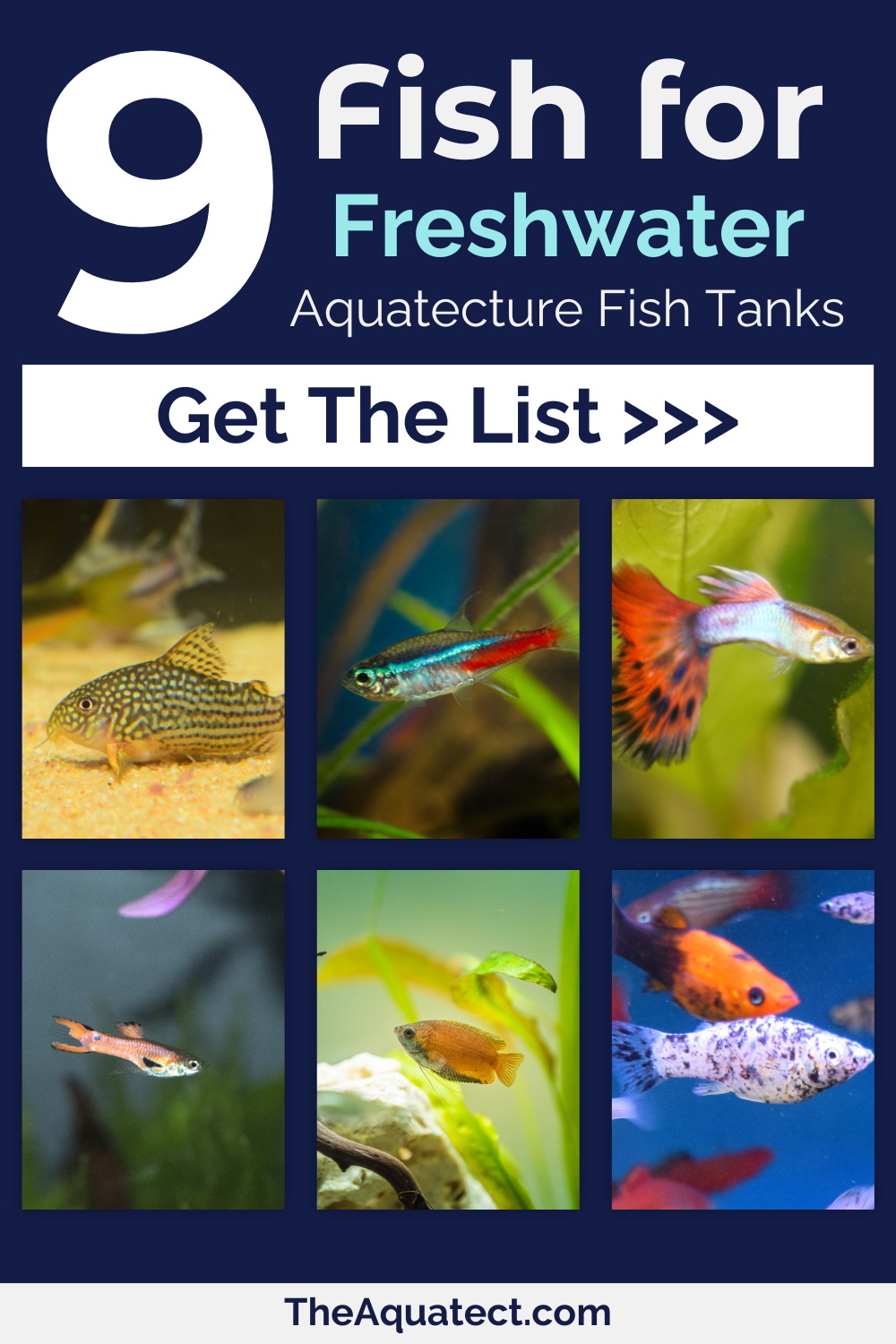 9 Fish for Freshwater Aquatecture Fish Tanks - a grid of different freshwater fish