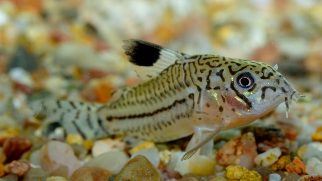 Corydoras Catfish