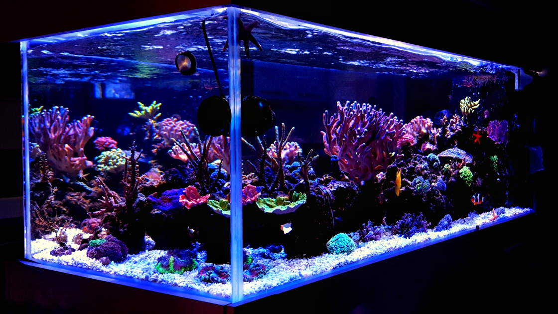 Glow in the dark aquarium with coral and saltwater fish.