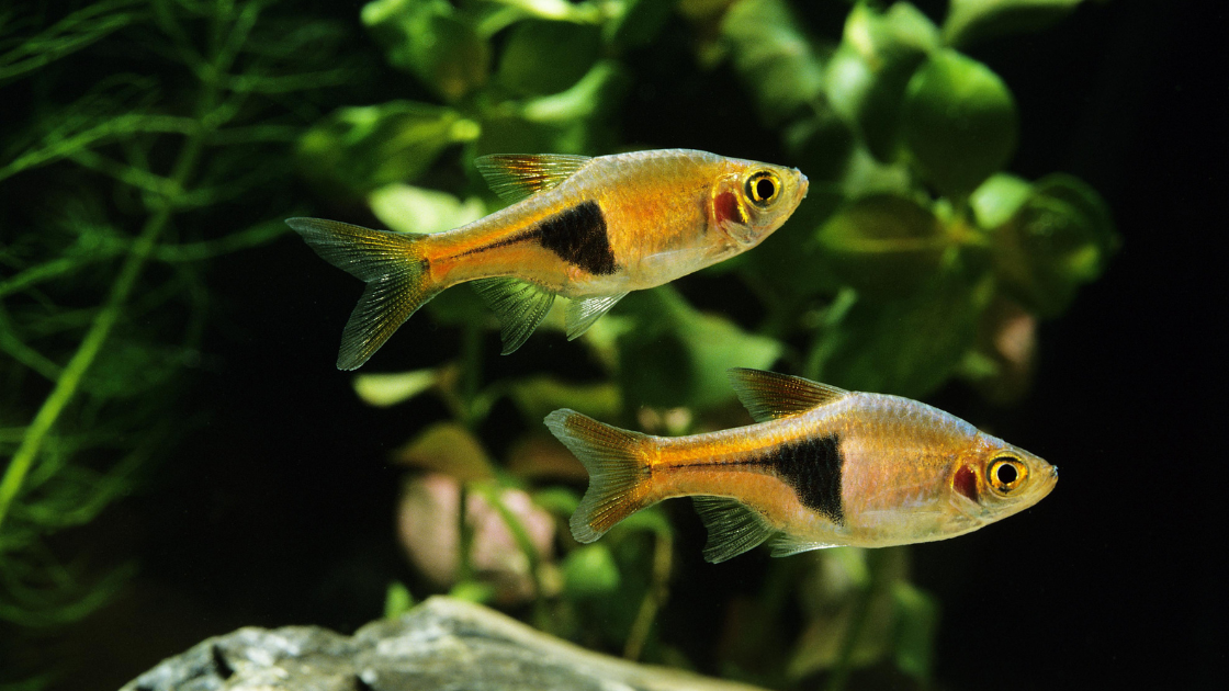 Harlequin Rasbora