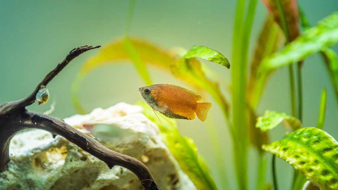 Honey Gourami