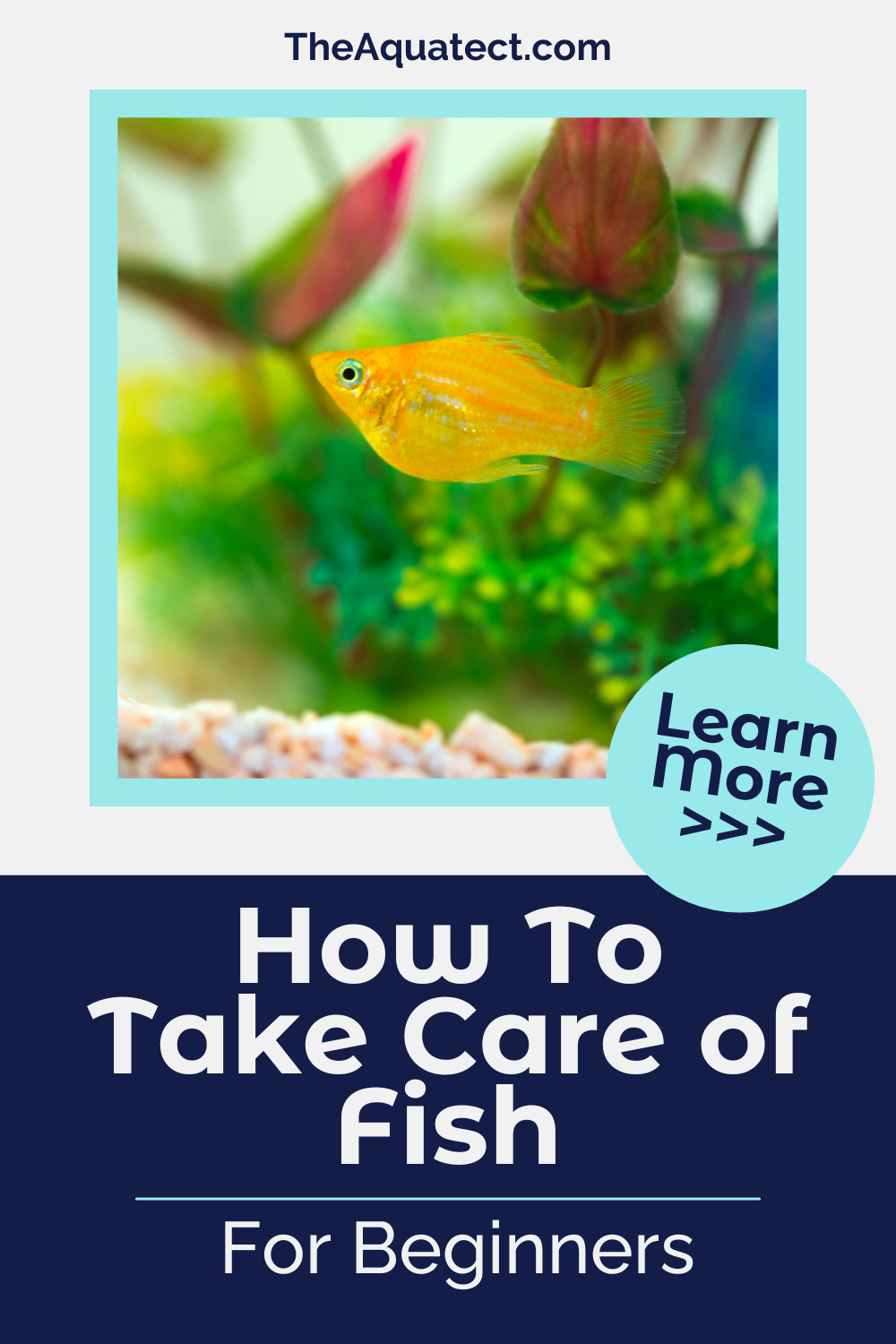 How To Take Care of Fish For Beginners with colorful aquatic fish and plants in the background.