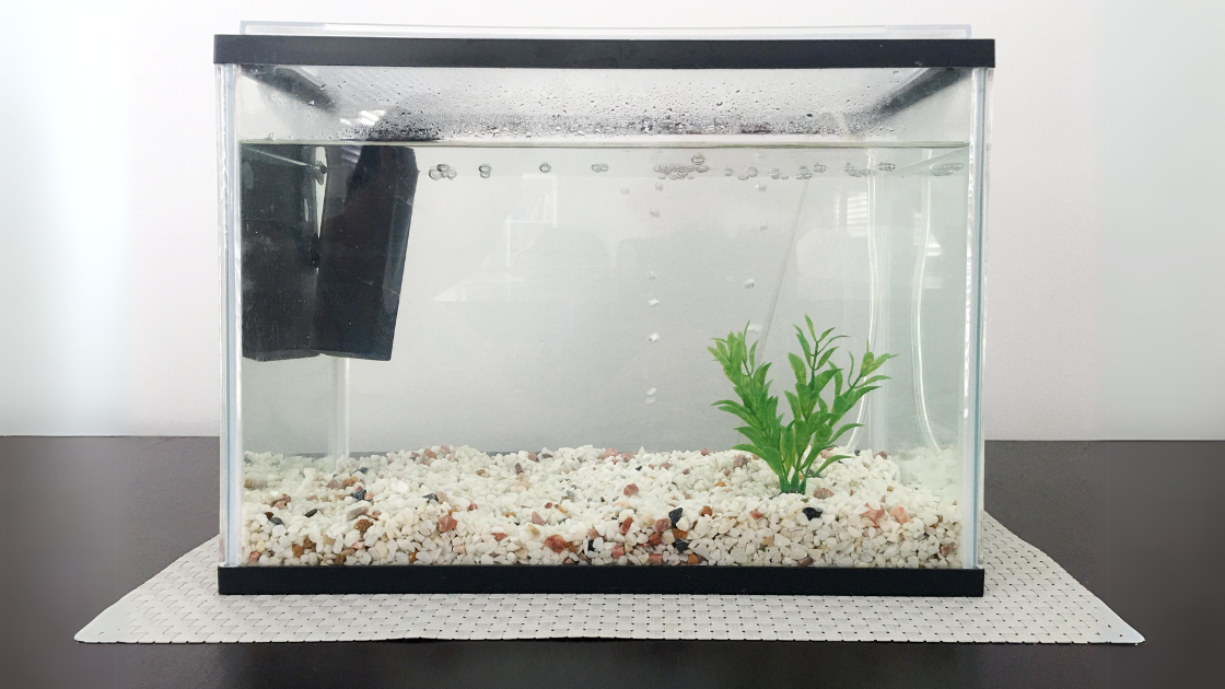 Minimalist Aquarium with Gravel and one Plant.