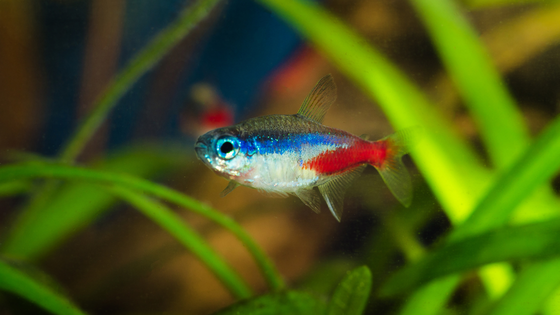 Neon Tetra