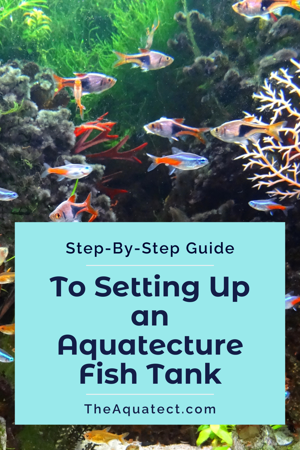 Step-By-Step Guide to Set Up an Aquatecture Fish Tank with small fish in the background.