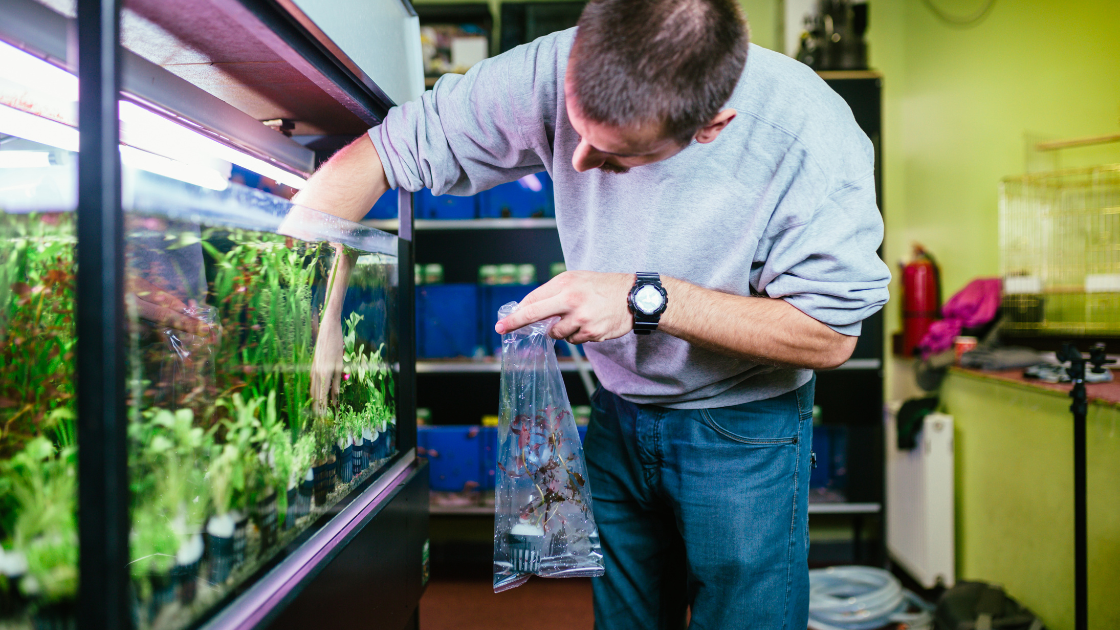 Man putting back aquatic plants into the aquatecture fish tank that were disturbed during the water change