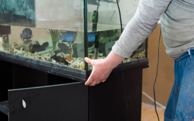 Moving Your Aquatecture Fish Tank to a New Home: A Step-by-Step Guide