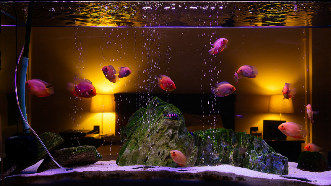 Aquatecture fish tank with water sounds