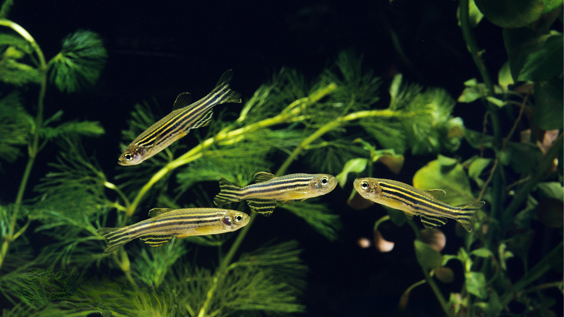 Zebra Danio