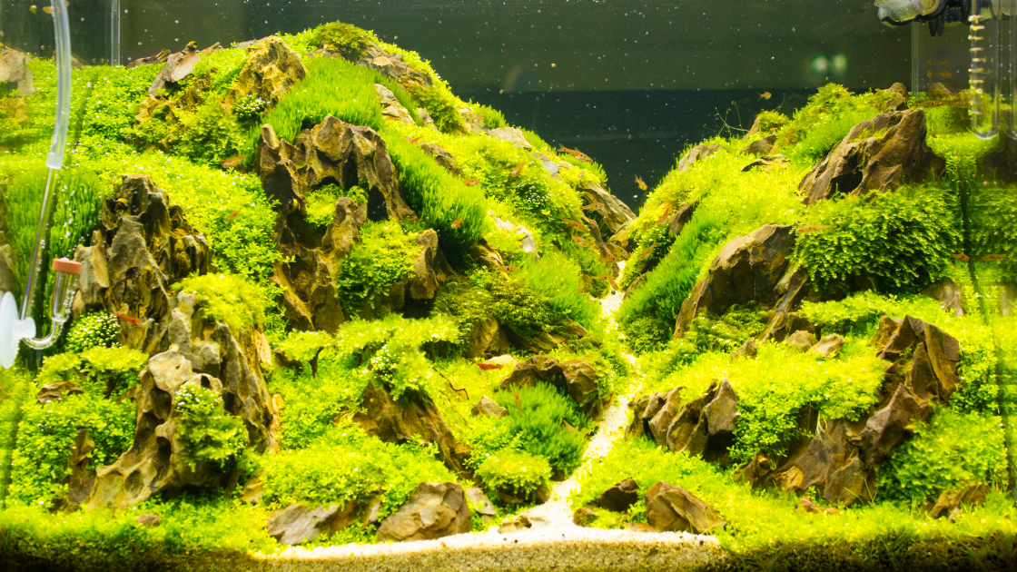 Fish tank full of rocks covered in small grass with freshwater fish swimming around.