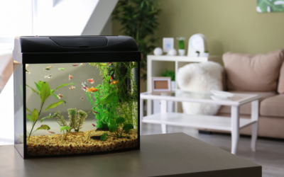 9 Fish For Your First Freshwater Aquatecture Fish Tank 