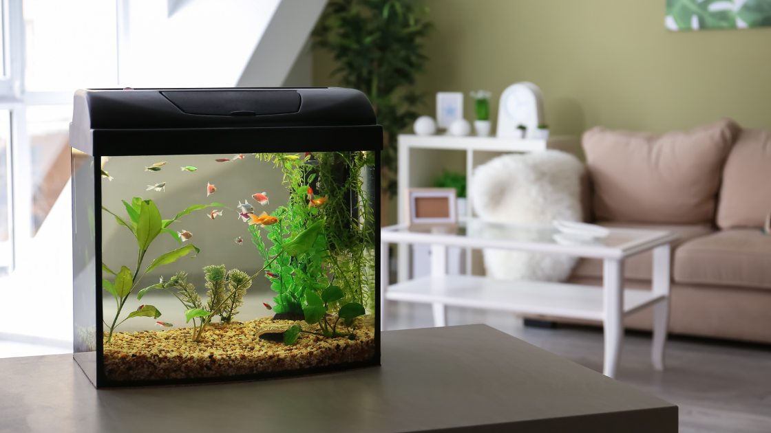 Freshwater fish tank sitting on a living room coffee table. 