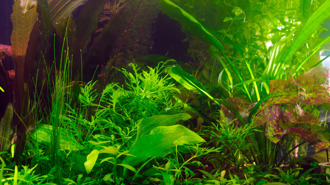 Aquarium Plants in Fish Tank