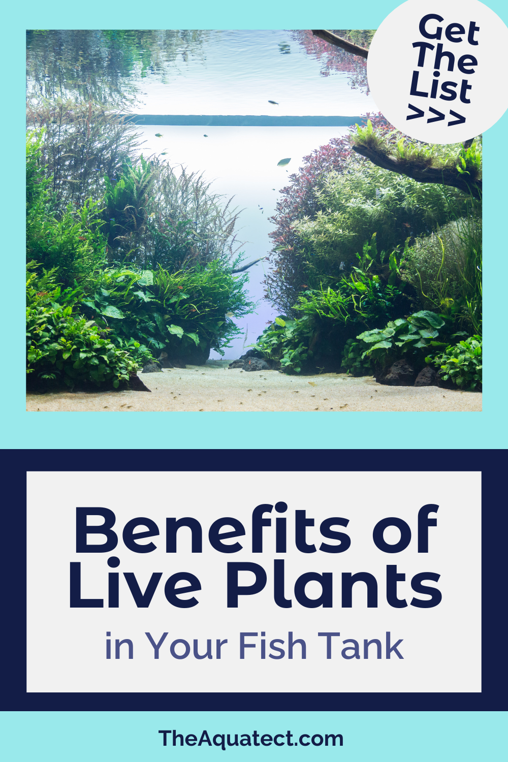 Benefits of Live Plants in Your Fish Tank - Get The List