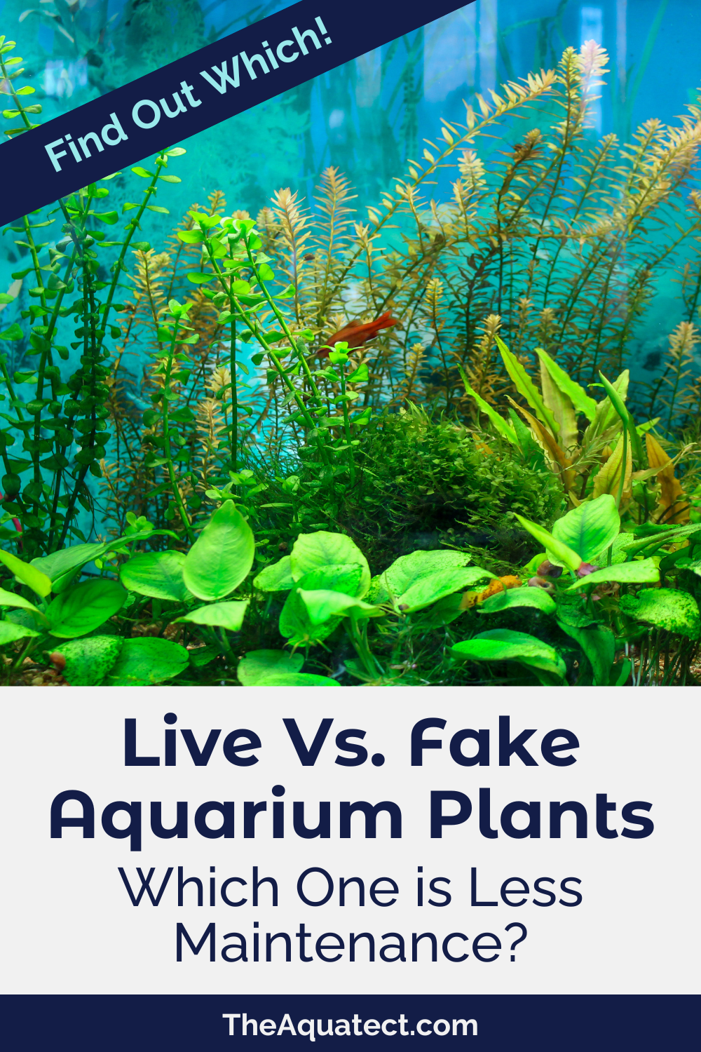 Live vs. Fake Aquarium Plants - Which One is Less Maintenance?Live vs. Fake Aquarium Plants - Which One is Less Maintenance?vLive vs. Fake Aquarium Plants - Which One is Less Maintenance?