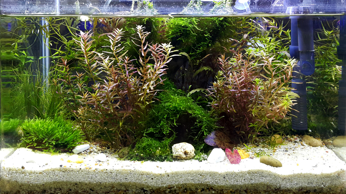 Planted Aquarium with live plants