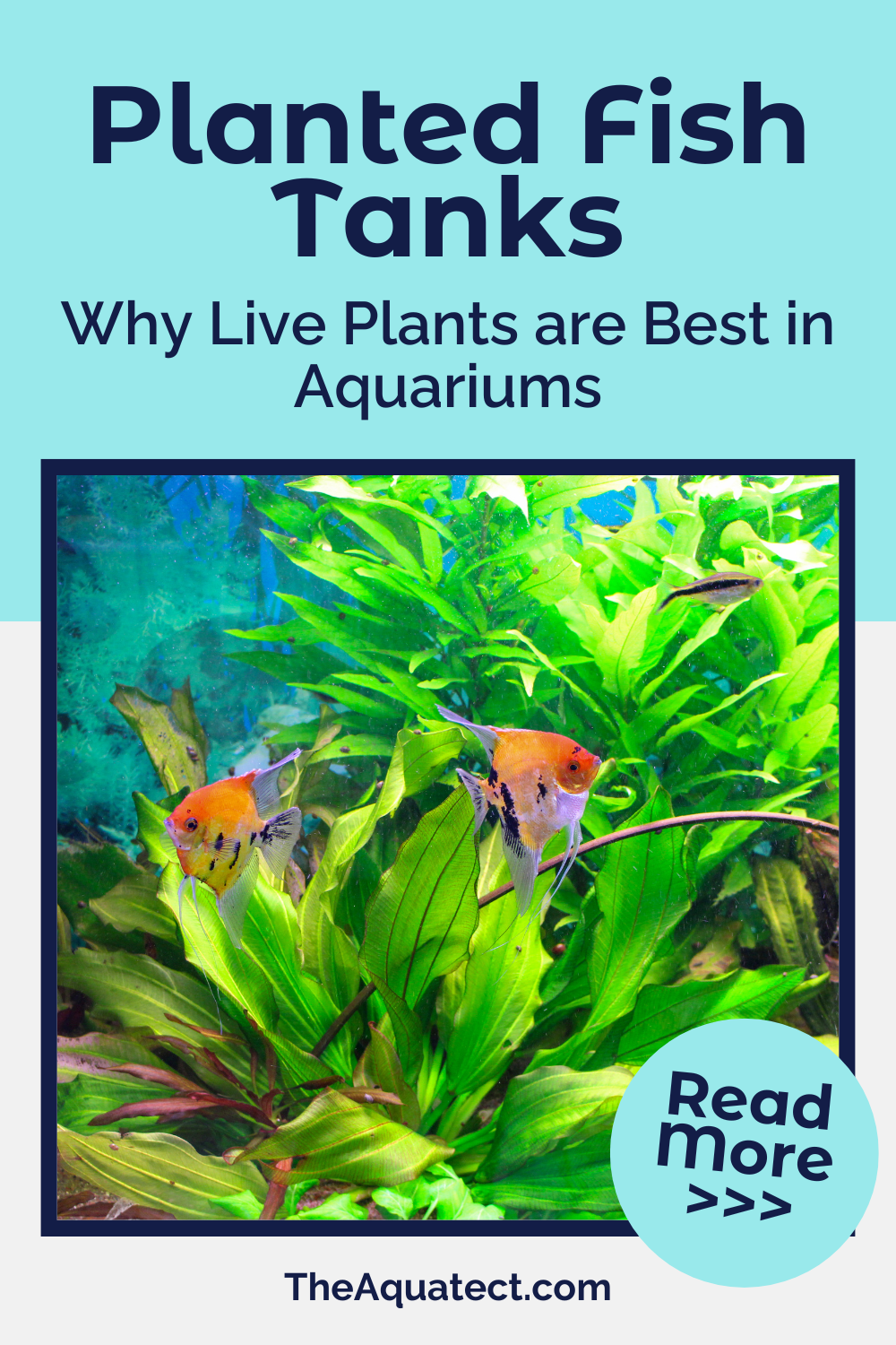 Planted Fish Tanks - Why Live Plants are Best in Aquariums