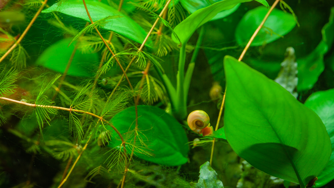 Snail on live plants in planted fish tank