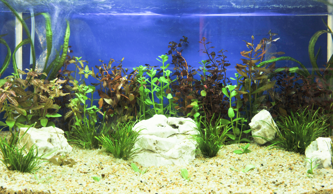 Planted Fish Tanks: Why Live Plants are Best in Aquariums