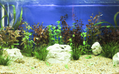 Planted Fish Tanks: Why Live Plants are Best in Aquariums