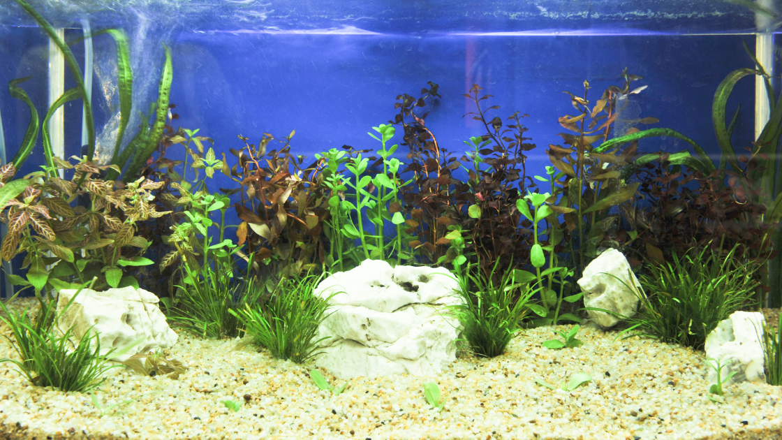 Planted fish tank with live plants