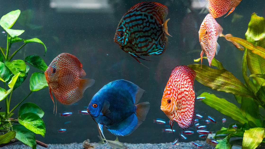 Rainbow color fish tank theme